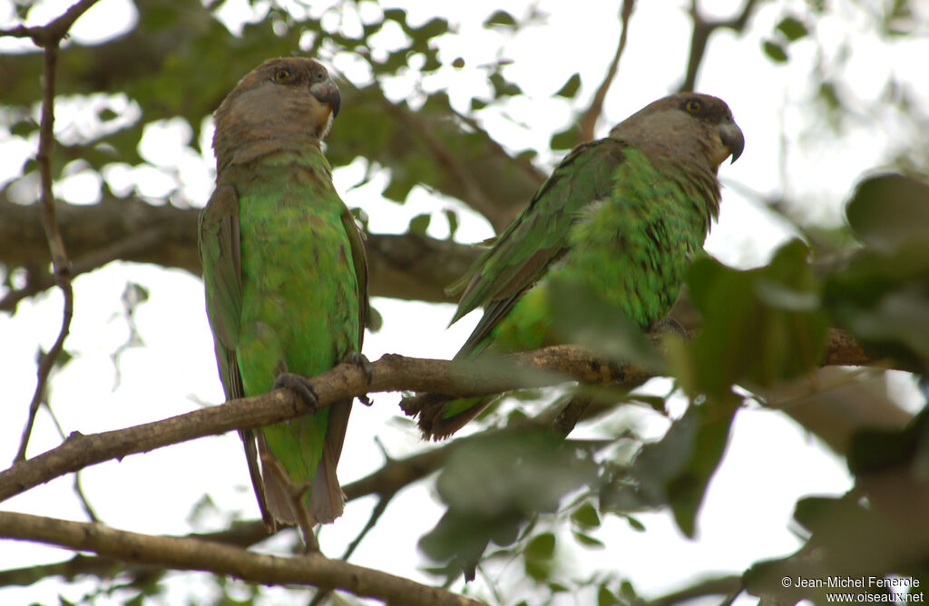 Brown-headed Parrot