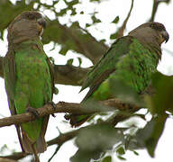 Brown-headed Parrot