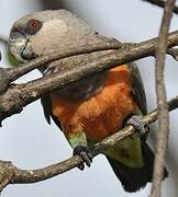 Red-bellied Parrot