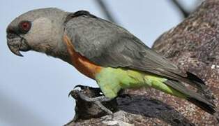 Red-bellied Parrot