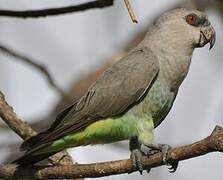 Red-bellied Parrot