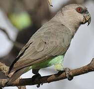 Red-bellied Parrot