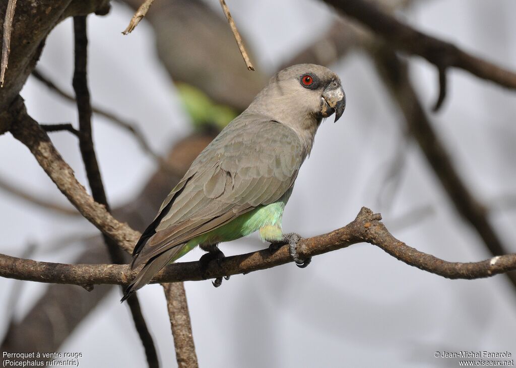 Red-bellied Parrot