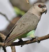 Red-bellied Parrot