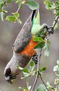 Red-bellied Parrot