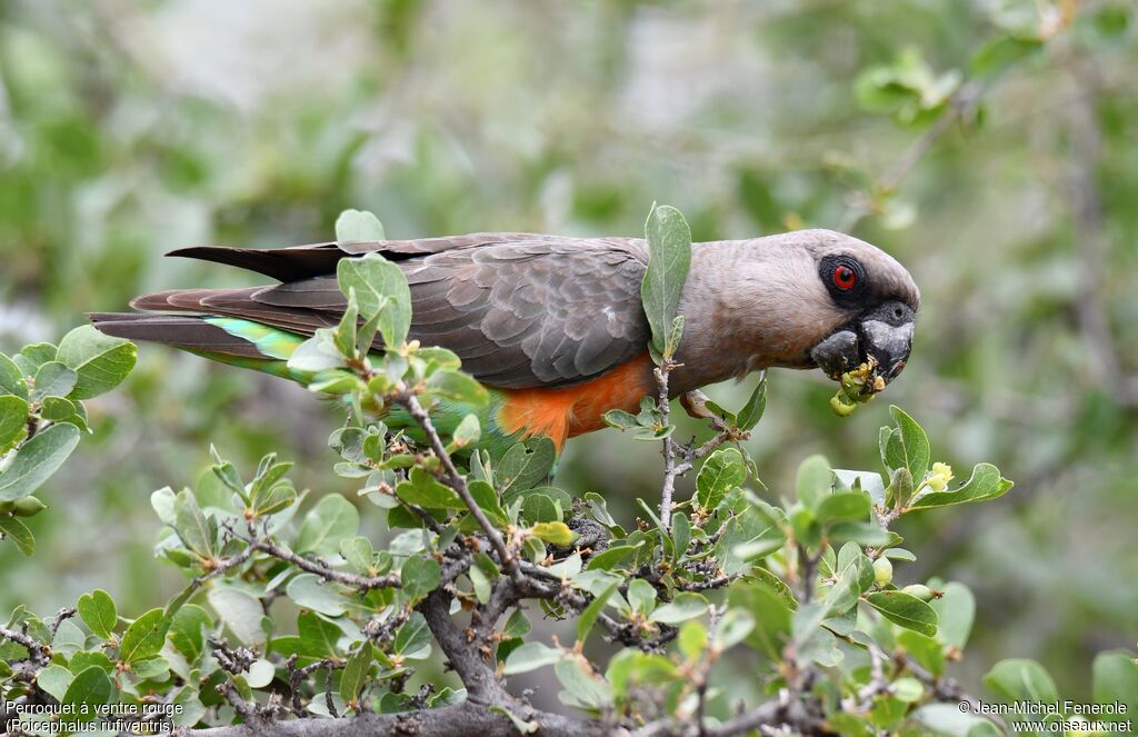 Red-bellied Parrot