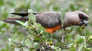 Red-bellied Parrot