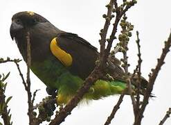 Meyer's Parrot