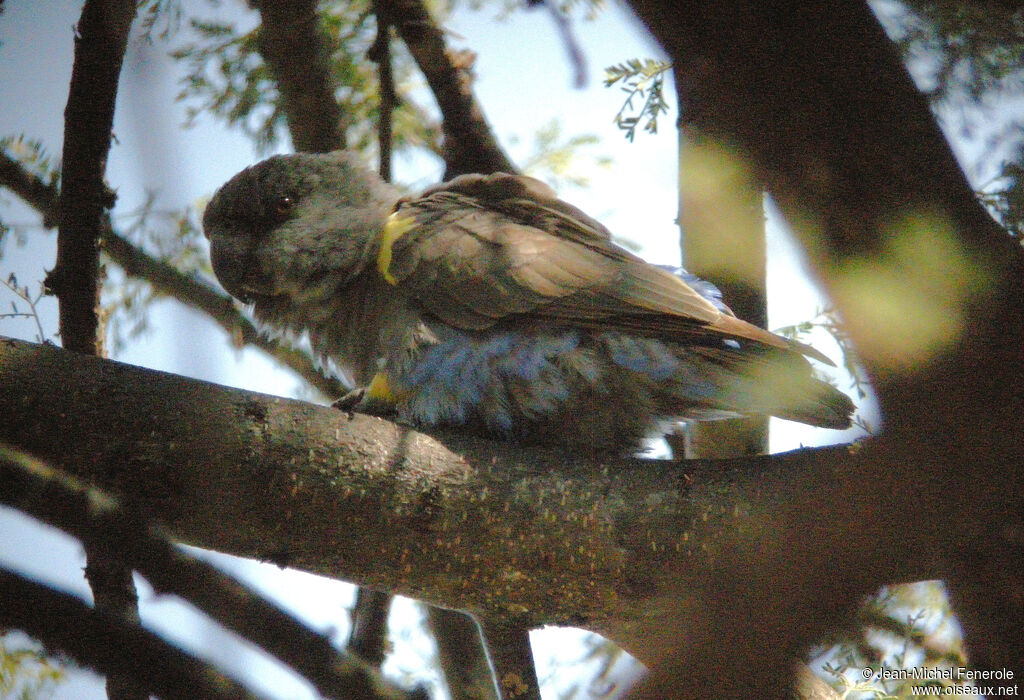 Rüppell's Parrot