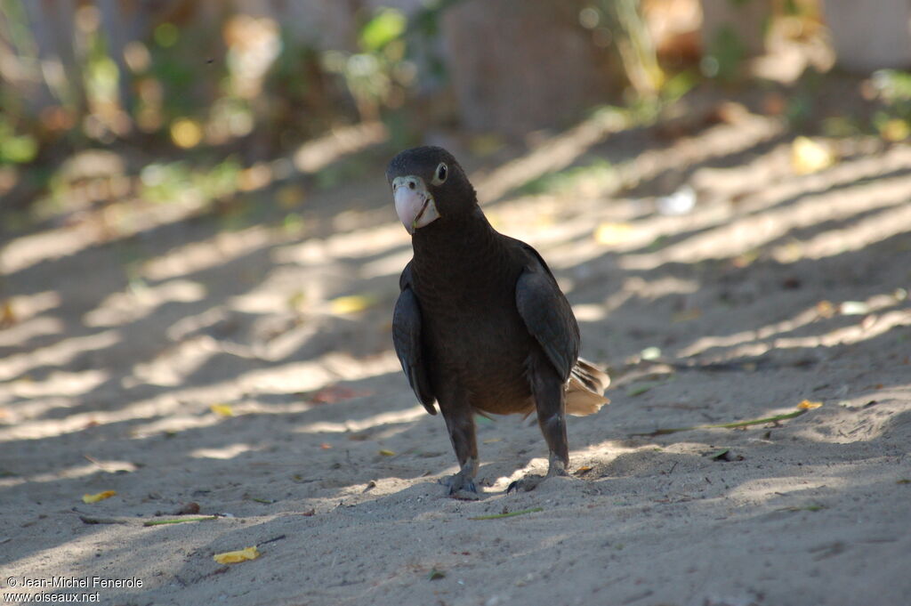 Greater Vasa Parrot