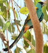 Hooded Parrot