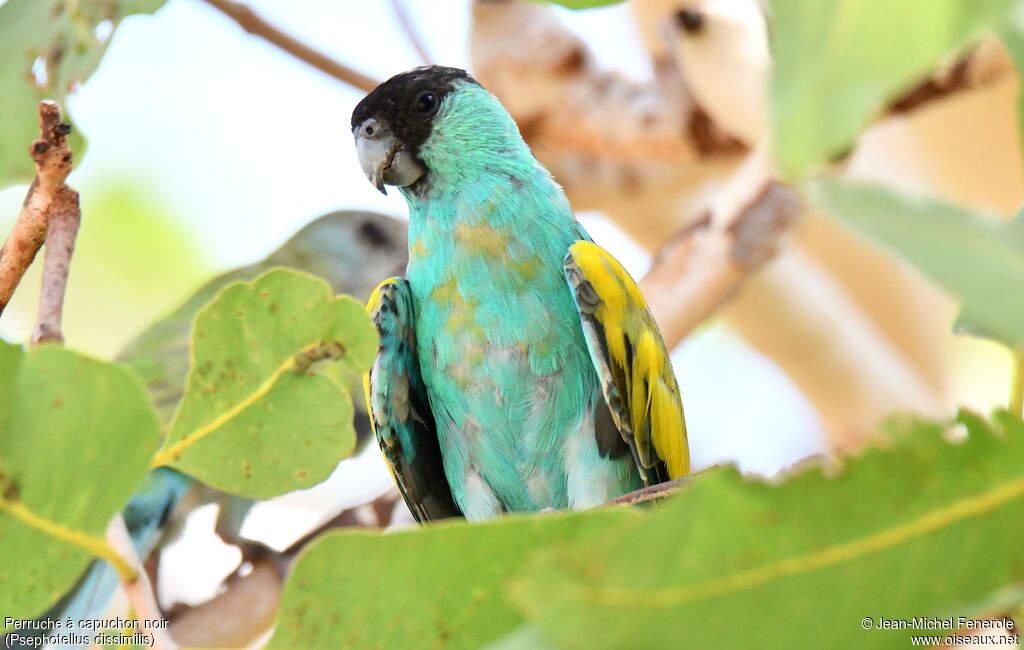 Hooded Parrot