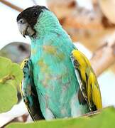 Hooded Parrot