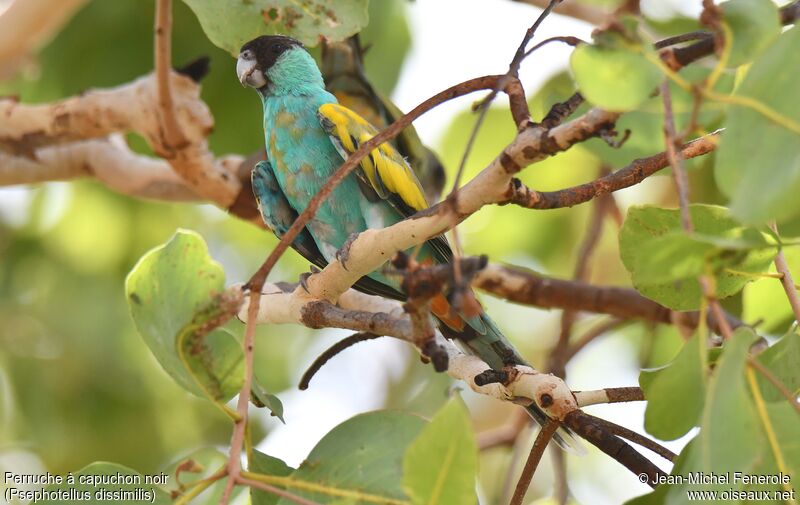 Hooded Parrot