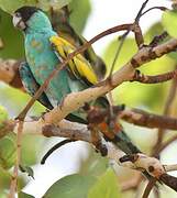 Hooded Parrot