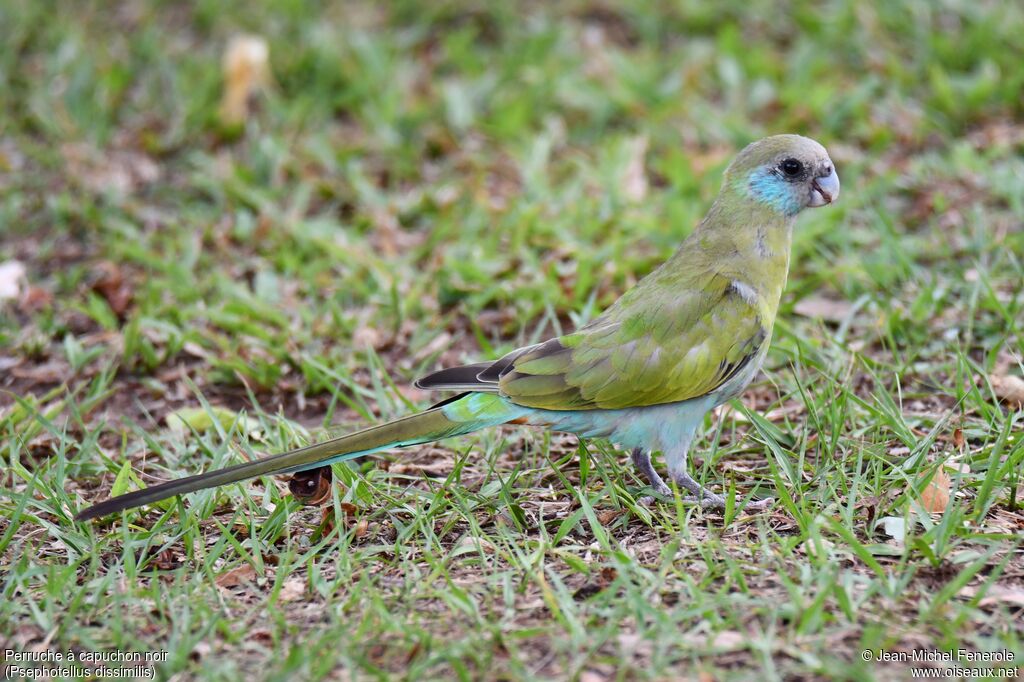 Hooded Parrot female