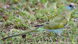 Hooded Parrot