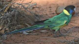 Australian Ringneck