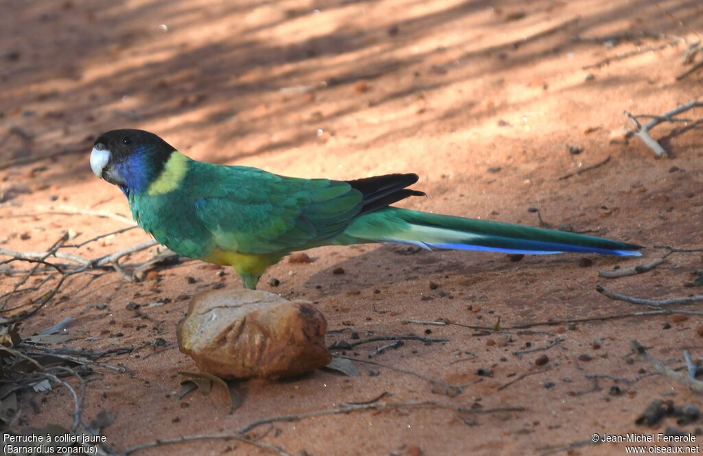 Australian Ringneck