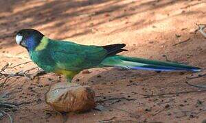 Australian Ringneck