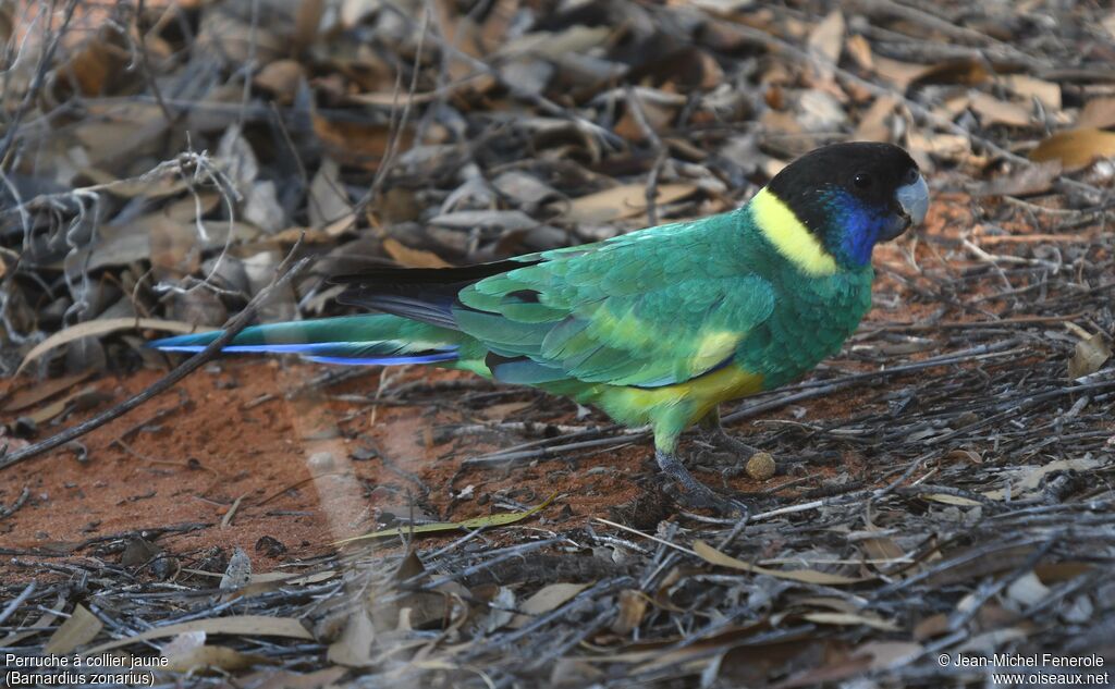 Australian Ringneck