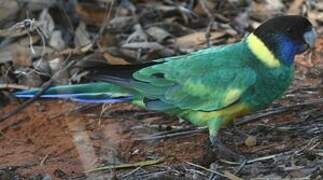 Australian Ringneck