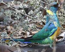 Australian Ringneck