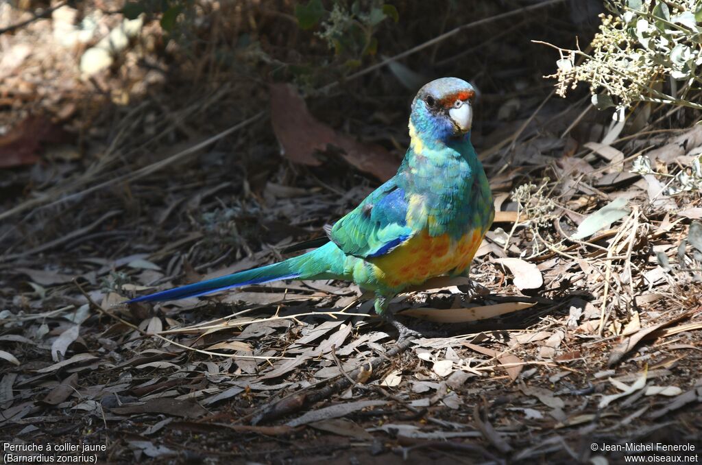 Australian Ringneck