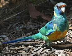 Australian Ringneck