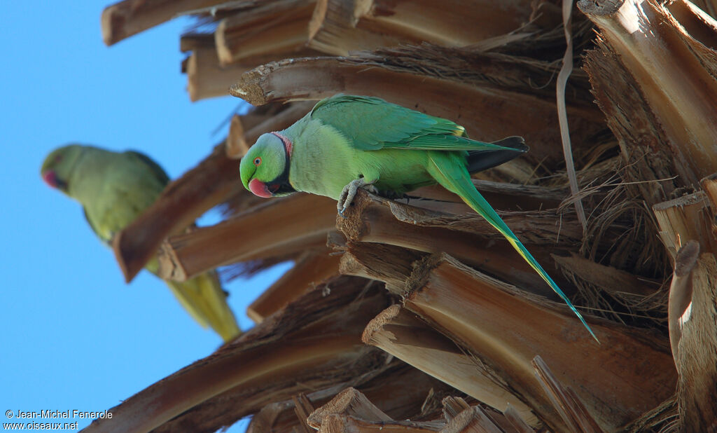 Rose-ringed Parakeet