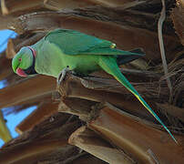 Rose-ringed Parakeet