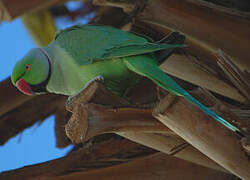 Rose-ringed Parakeet