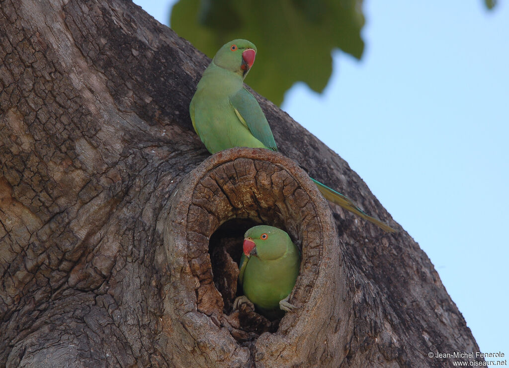 Rose-ringed Parakeet