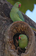 Rose-ringed Parakeet