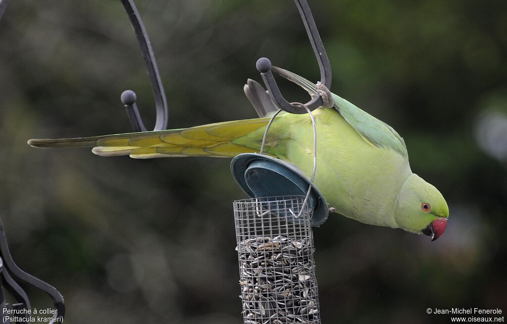 Rose-ringed Parakeet