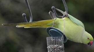 Rose-ringed Parakeet