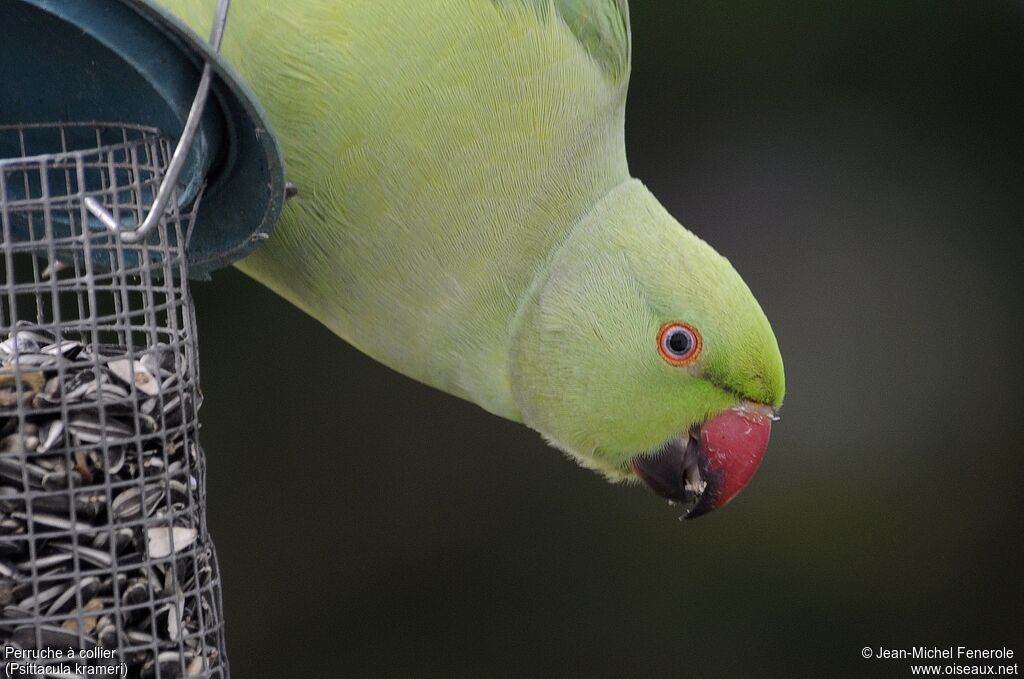 Rose-ringed Parakeet