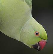 Rose-ringed Parakeet