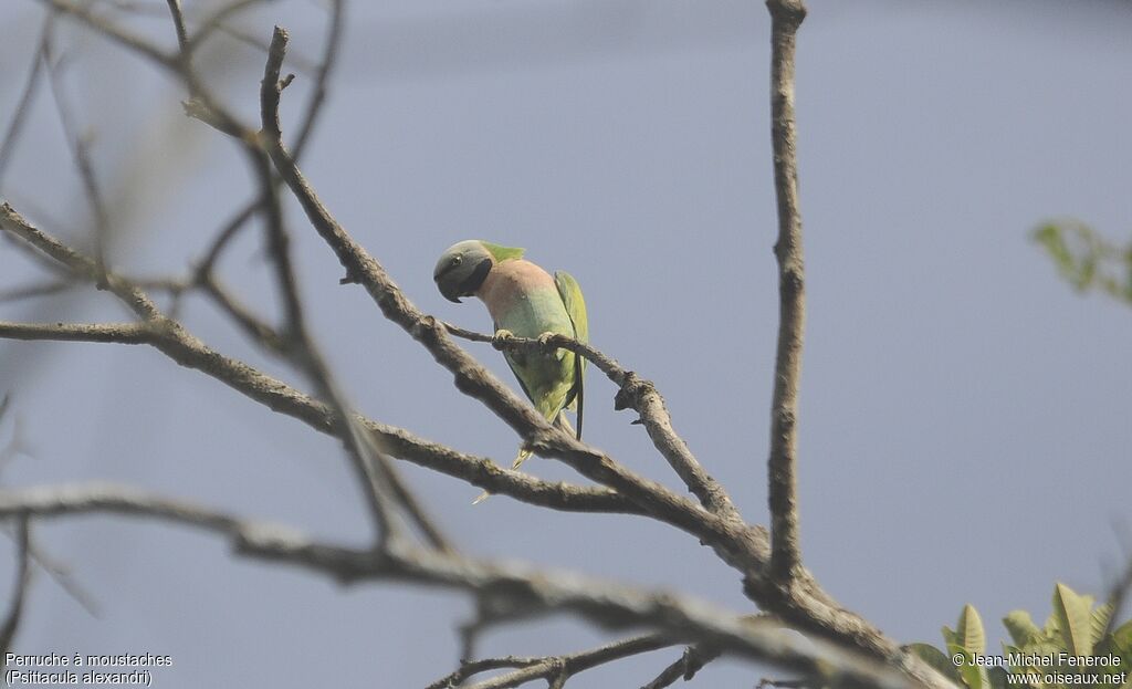 Red-breasted Parakeet