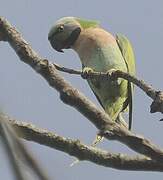 Red-breasted Parakeet