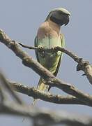 Red-breasted Parakeet