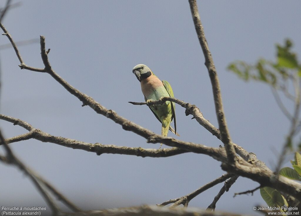 Red-breasted Parakeet