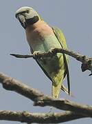 Red-breasted Parakeet