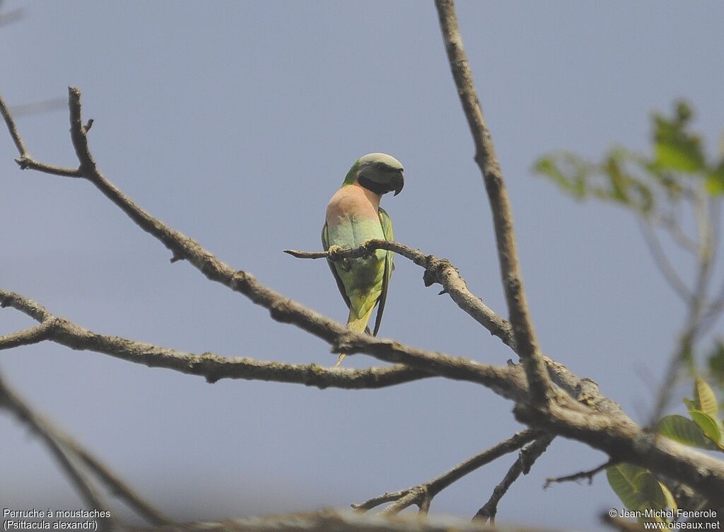 Red-breasted Parakeet