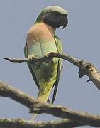 Red-breasted Parakeet