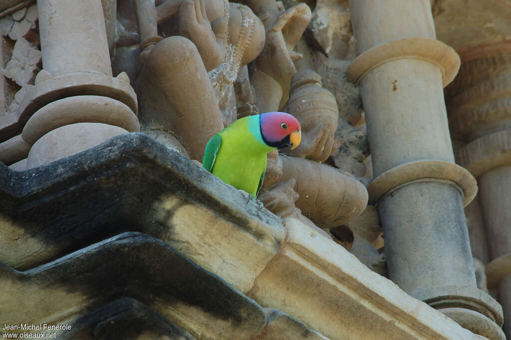 Plum-headed Parakeet male adult, habitat, Behaviour