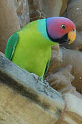 Plum-headed Parakeet