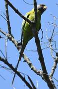 Plum-headed Parakeet