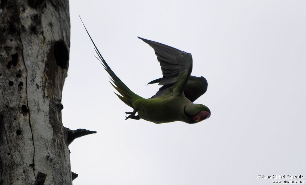 Alexandrine Parakeet