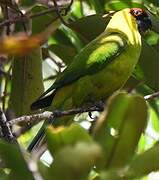 Horned Parakeet